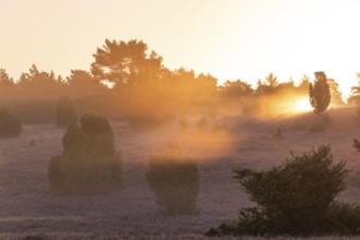 Golden light, sunbeams over the blooming Lüneburger Heide near Niederhaverbeck