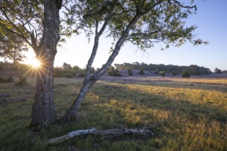 Golden sunbeams over the blooming Lüneburger Heide near Niederhaverbeck. Birch tree with sun star