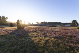Golden sunbeams over the blooming Lüneburger Heide near Niederhaverbeck. Sun star over juniper at
