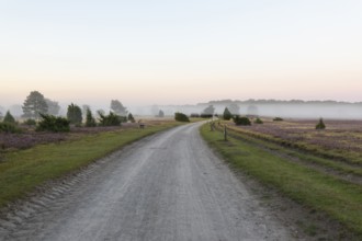 Enchanting morning atmosphere in August with fog in the blooming Lüneburger Heide near