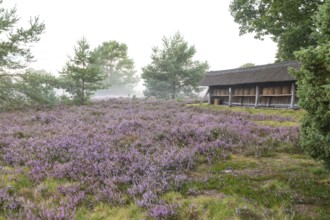 Beehives in the apiary. Morning fog at sunrise on the blooming Lüneburger Heide near