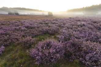 Enchanting morning atmosphere in August with fog in the blooming Lüneburger Heide near