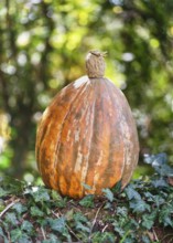 A large orange pumpkin stands on ivy in the forest surrounded by autumn leaves and sunlight,