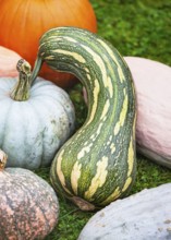 Naples long squash (Cucurbita moschata) in an outdoor pumpkin arrangement. Its long, curved body