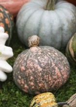 Beautifully patterned winter squash (Cucurbita maxima) with a mix of muted green and salmon-pink