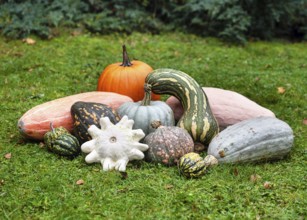 Colourful selection of pumpkins and pumpkin plants (Cucurbita spp.) arranged in various shapes,