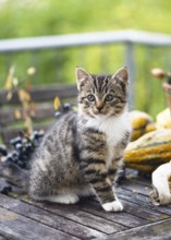 Curious tabby kitten with white paws sits on a rustic wooden table, surrounded by autumn