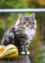 Fluffy gray white kitten sits on a wooden table next to two colorful ornamental pumpkins with soft