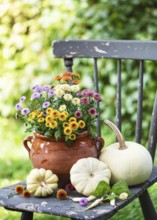 Colourful chrysanthemum flowers in a terracotta pot paired with white pumpkins on a weathered chair