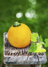 Yellow, round zucchini (Cucurbita pepo) on a weathered wooden stool with fresh green leaves. Rustic