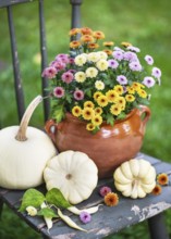 Chrysanthemum flowers in rich colors in a clay pot surrounded by white pumpkins on an old wooden