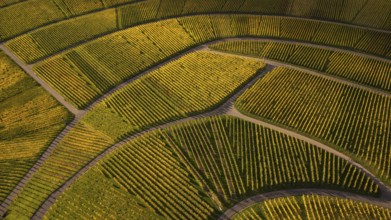 Golden sunset over the glowing autumnal vineyards on the Kappelberg between Fellbach and Stuttgart.