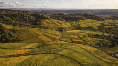 Golden sunset over the glowing autumnal vineyards on the Kappelberg between Fellbach and Stuttgart