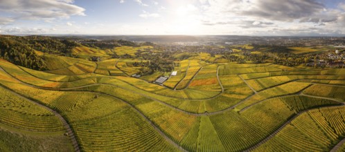 Panoramic picture over the wine trail. Golden sunset over the glowing autumnal vineyards on the