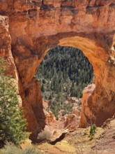 Detailed view through a red rock arch of green vegetation in the canyon, Bryce Canyon National Park