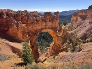 Fascinating red rock arch with surrounding pine trees in the daylight of a canyon, Bryce Canyon