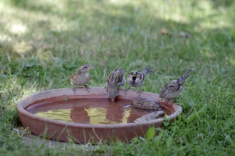 House sparrow (Passer domesticus), four, female, male, water, drink, cute, 4 sparrows sitting side