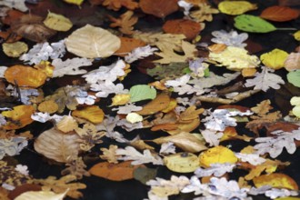 Autumn, leaves, colorful, water surface, yellow, brown, green, Many different autumn leaves float