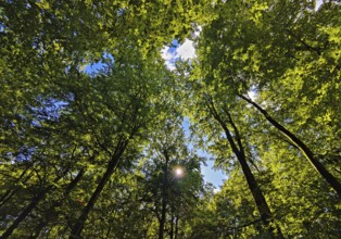 Forest landscape with view of treetops in backlight, Sonnenberg municipality, Oberhavel district,