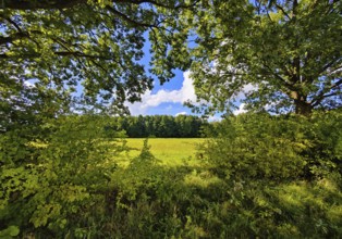 Cultural landscape, Sonnenberg municipality, Oberhavel district, Brandenburg, Germany