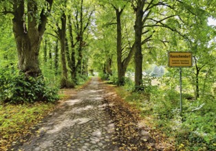 Kastanienallee with cobblestones, Rauschendorf district of the municipality of Sonnenberg,