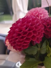 One red dahlia close up