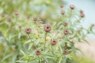 Aster amellus garden plant growing in the garden, late autumn flowers