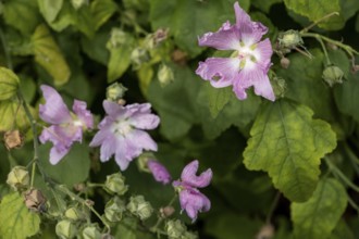 Alcea rosea, pink (common) in a city flowerbed