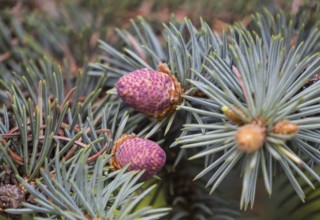 Young shoots of blue spruce, close-up, flowering period in the taiga