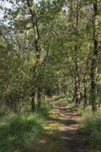 Haaksbergerveen Nature Reserve, Oberjissel Province, Haaksbergen, Netherlands