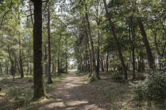 Buurserzand Nature Reserve, Haaksbergen, Oberjissel Province, Netherlands