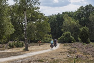 Cyclists in the Buurserzand Nature Reserve, Oberjissel Province, Haaksbergen, the Netherlands