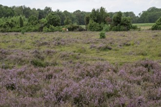 Buurserzand Nature Reserve, Oberjissel Province, Haaksbergen, Netherlands