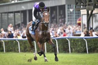 WROCLAW, POLAND - SEPTEMBER 4, 2016: Race for the 3-year and older horses Group IV Racecourse WTWK