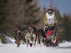 JAKUSZYCE, POLAND - MARCH 16, 2016: Jana Zetkova during International Sled Dog Race Border Rush