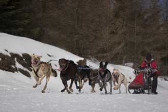 JAKUSZYCE, POLAND - MARCH 16, 2016: Musher during International Sled Dog Race Border Rush 2016