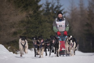 JAKUSZYCE, POLAND - MARCH 16, 2016: Pavel Pfeifer during International Sled Dog Race Border Rush