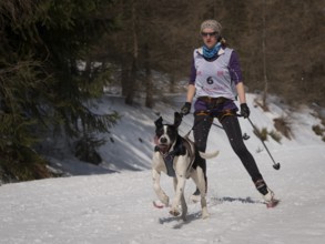 JAKUSZYCE, POLAND - MARCH 16, 2016: Jolanta Kalat during International Sled Dog Race Border Rush