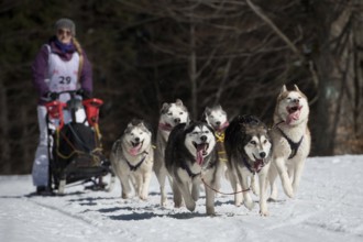 17.03.2016 JAKUSZYCE, POLAND - MARCH 16, 2016: Kinga Wasylewska and her dogs during International