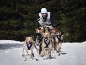 JAKUSZYCE, POLAND - MARCH 16, 2016: Ales Prokupek during International Sled Dog Race Border Rush