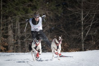 JAKUSZYCE, POLAND - MARCH 16, 2016: Edvard Schumet during International Sled Dog Race Border Rush