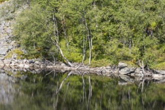 Scandinavian Montane Birch Forest on the lake shore near the Preikestolen hiking trail in Rogaland,