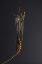 Close-up of an illuminated ear of wheat on a dark background