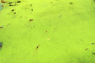 Green rusty metal background, Prague, Czech republic