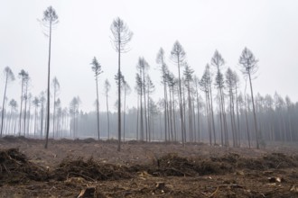 Glade or forest clearing with solitary larch and pine trees at bark beetle calamity area, spruce