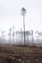 Glade or forest clearing with solitary larch and pine trees at bark beetle calamity area, spruce