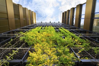 Outdoor green living wall, vertical garden on modern office building Prague Czech republic