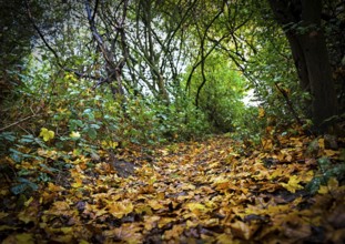 Autumn leaves lie on the ground in Leegebruch, Brandenburg, Germany