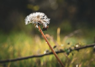 Dandelion (Taraxacum) in autumn in Leegebruch, Brandenburg, Germany