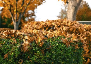 Autumn leaves on a hedge in Leegebruch, Brandenburg, Germany